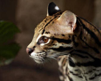 Ocelot claws 2024